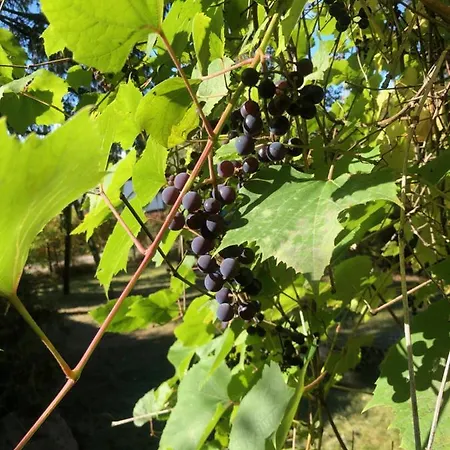 Lesna & 아파트호텔 3*