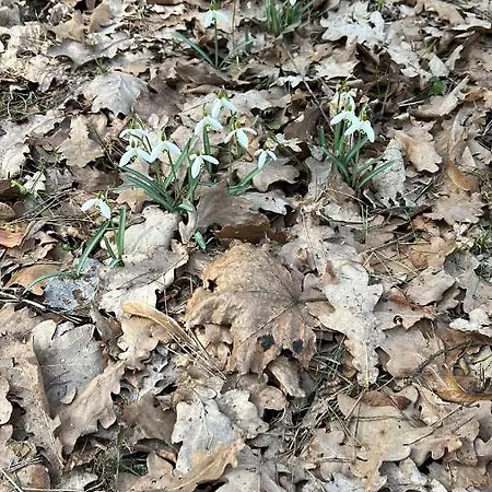 아파트호텔 Lesna &