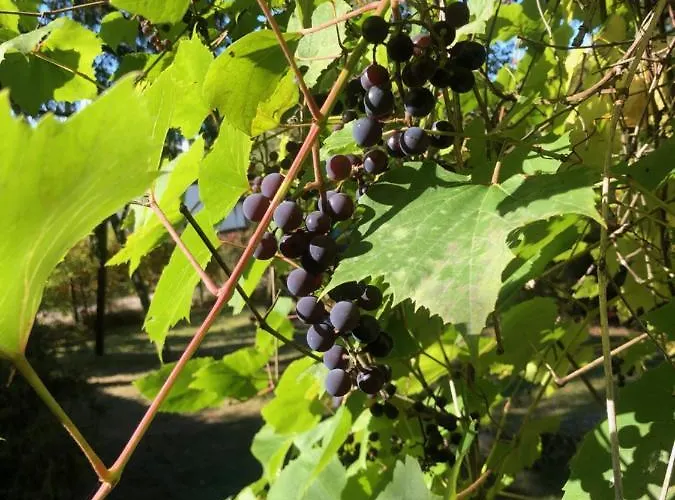 Lesna & Aparthotel 3*