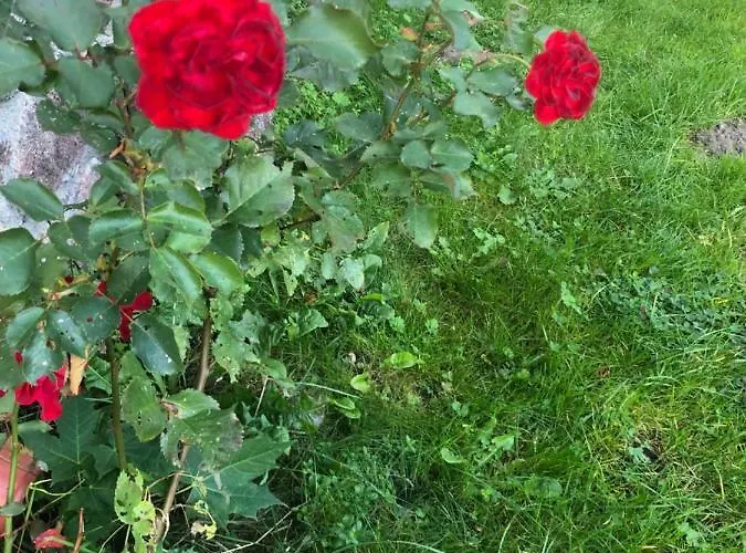 Aparthotel Lesna & 3*